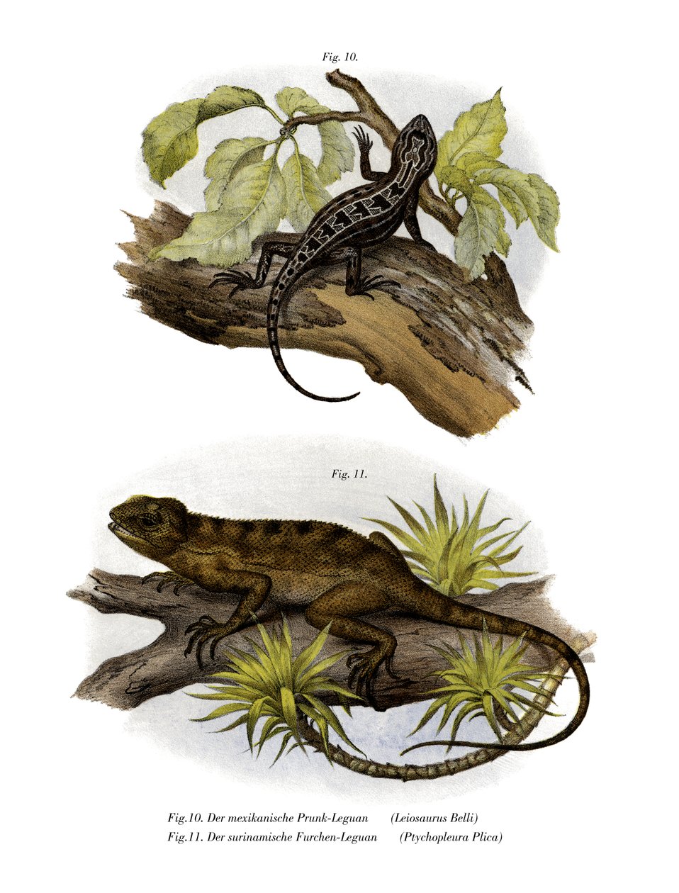 İguana (renkli taş) by German School