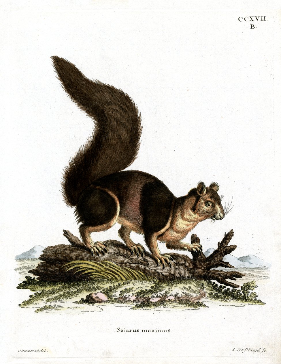 Hint Dev Sincap (renkli gravür) by German School