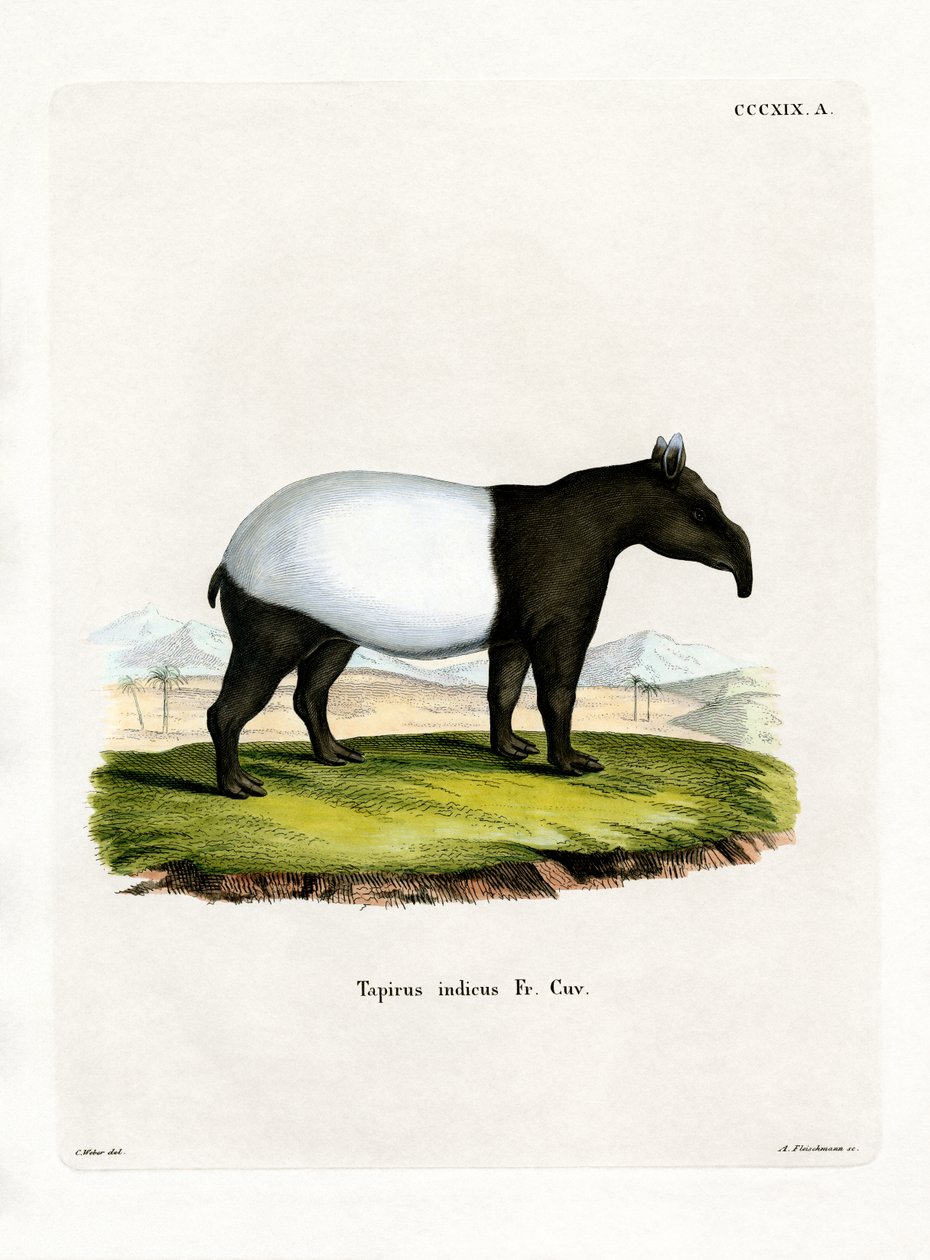 Hint Tapiri (renkli gravür) by German School