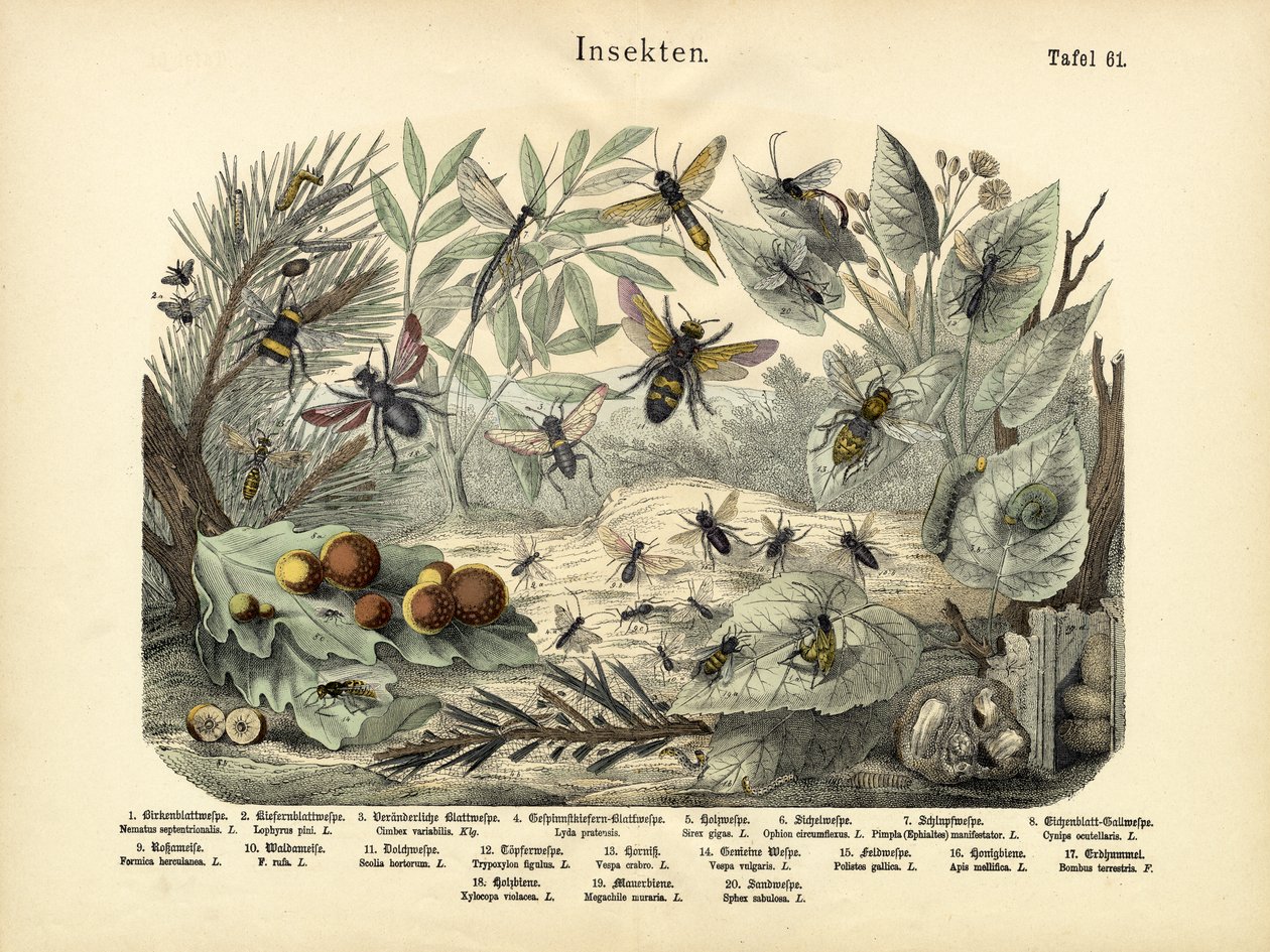 Böcekler, c.1860 by German School
