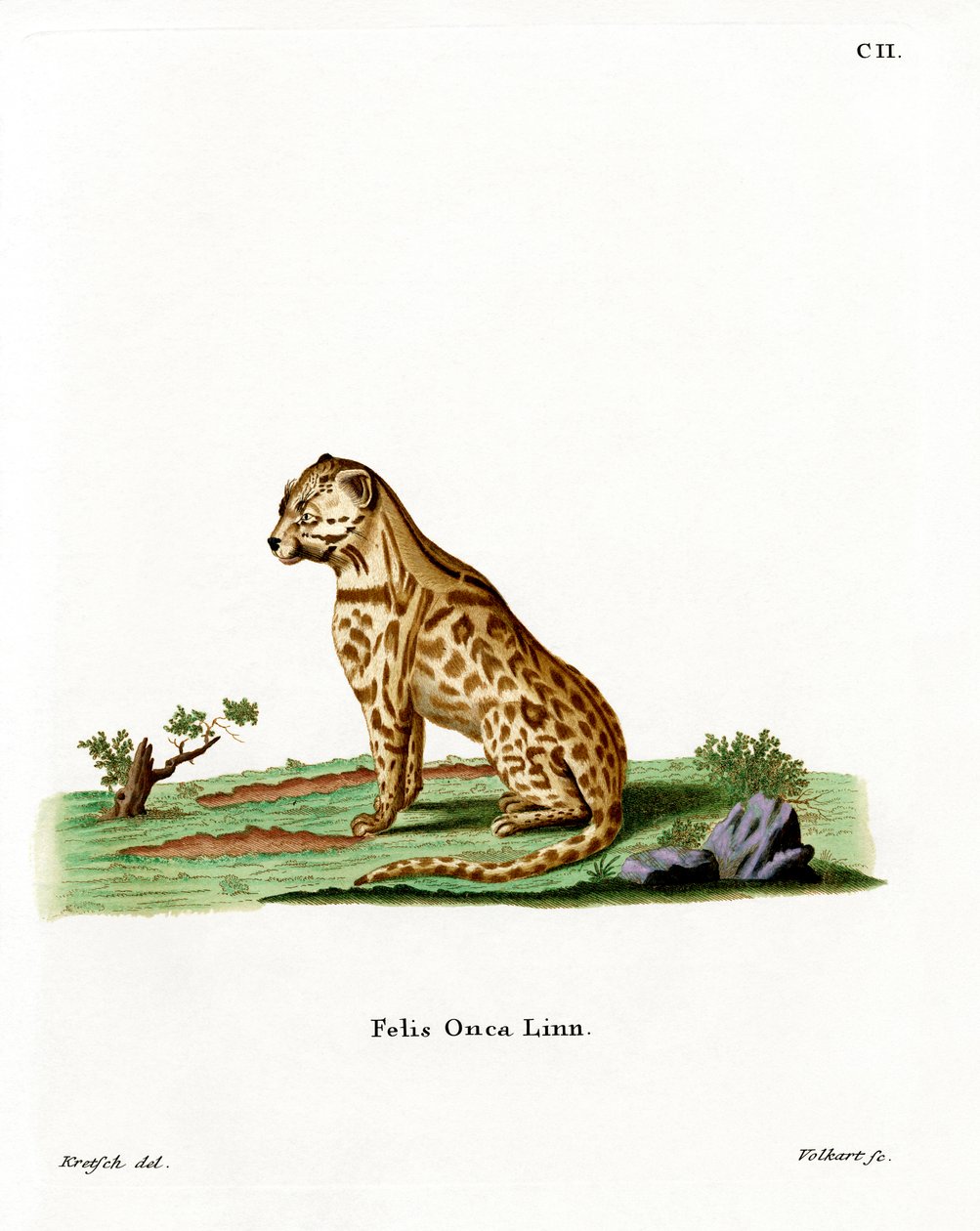 Jaguar (renkli gravür) by German School