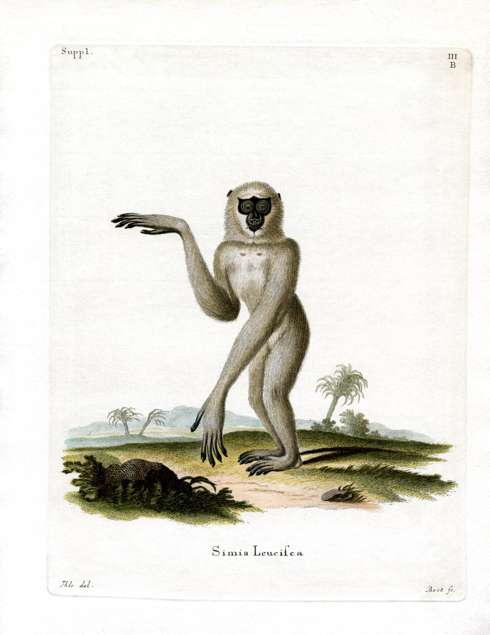 Javan Simli Gibbon (renkli gravür) by German School