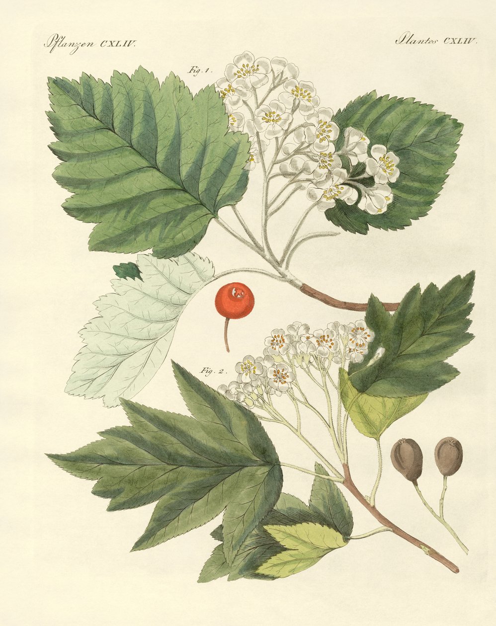 Alman ahşabı çeşitleri (renkli gravür) by German School
