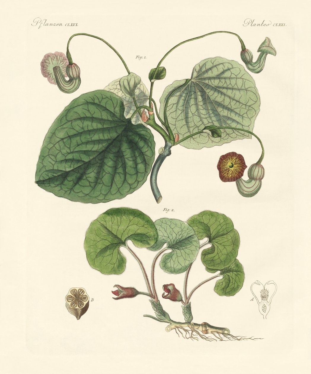 Aristolochia bitkilerinin çeşitleri (renkli gravür) by German School