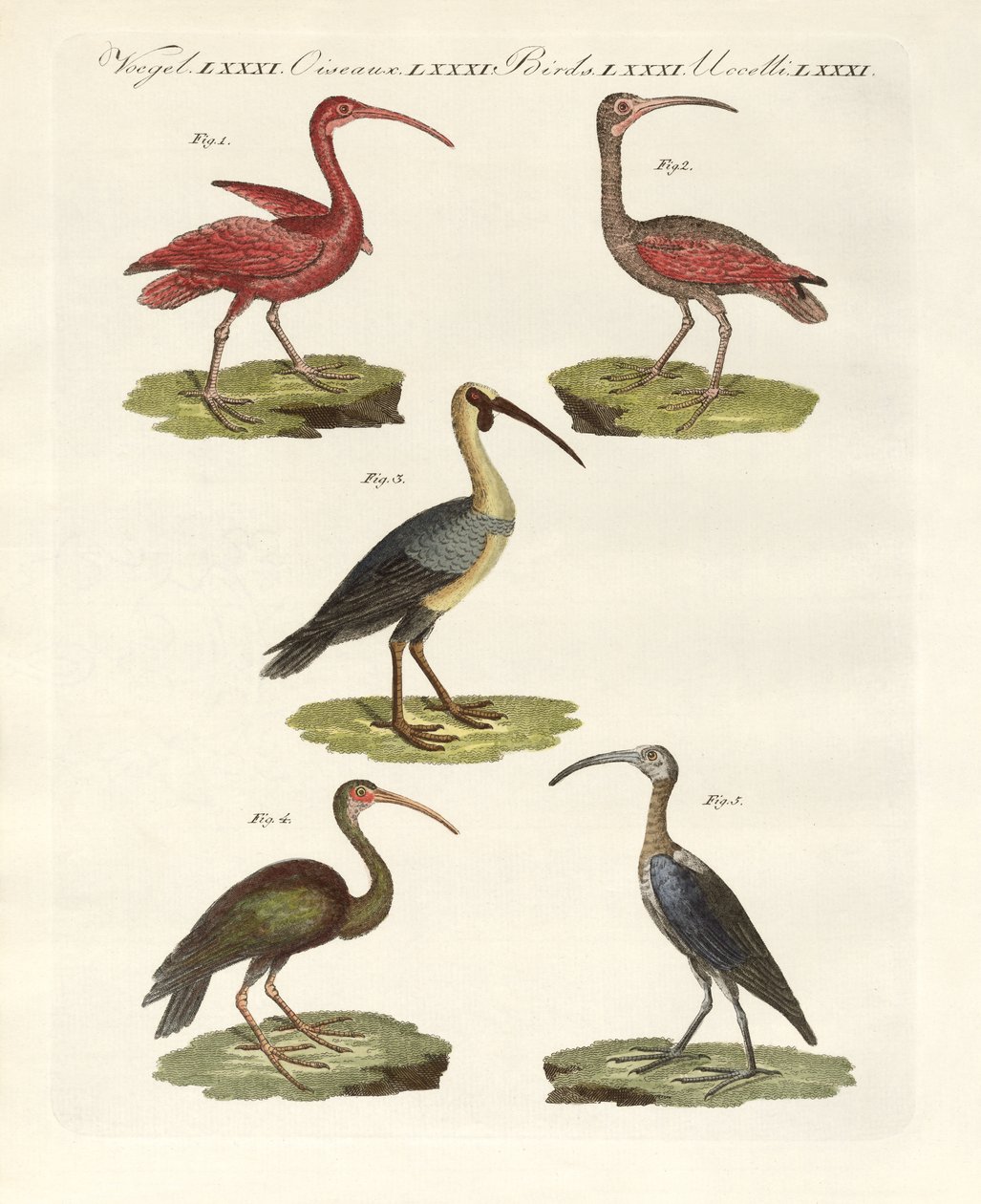 Ibis çeşitleri (renkli gravür) by German School