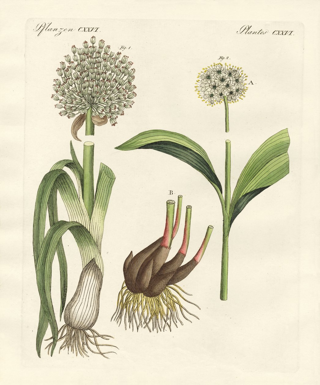 pırasa çeşitleri by German School