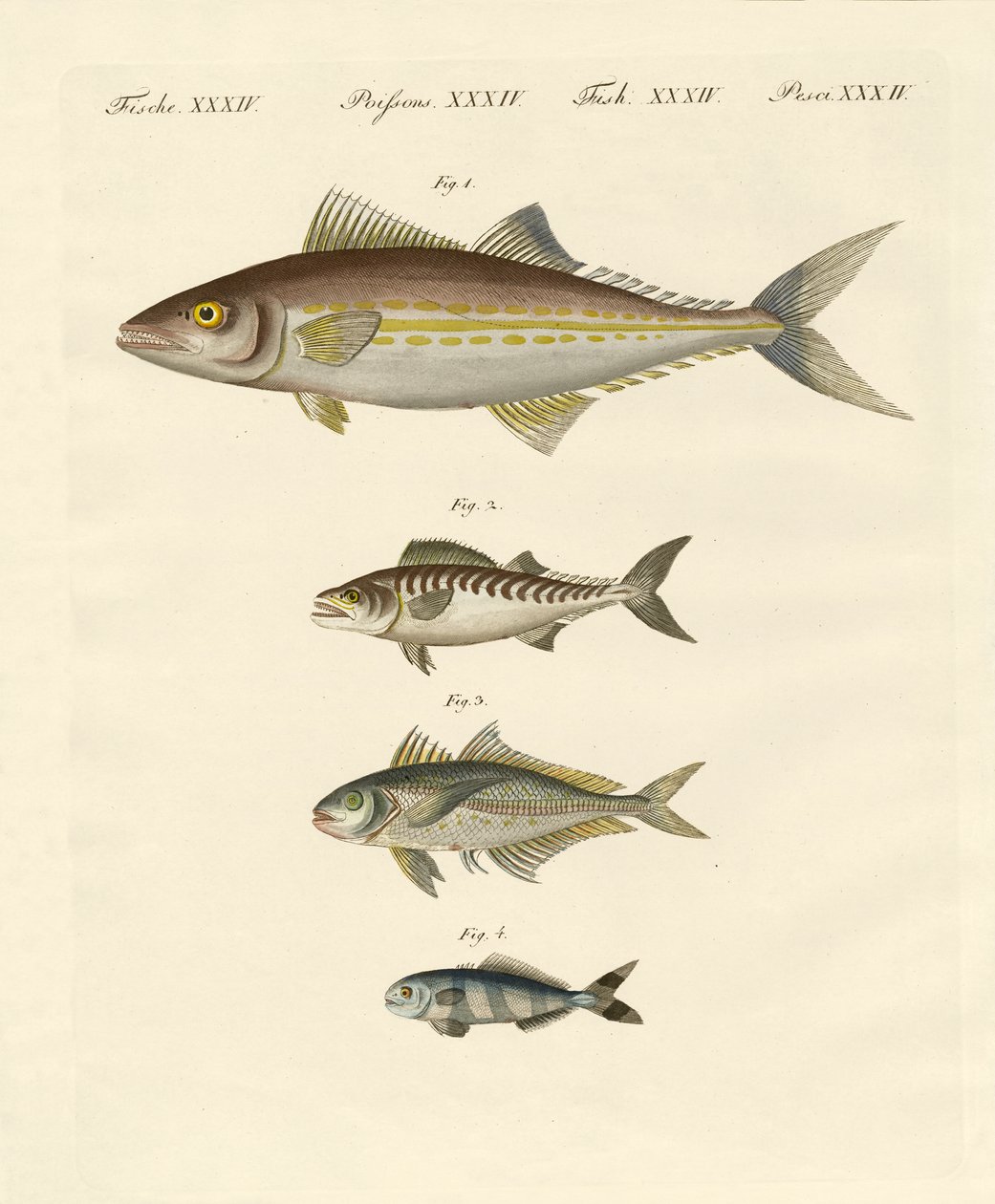 uskumru çeşitleri by German School