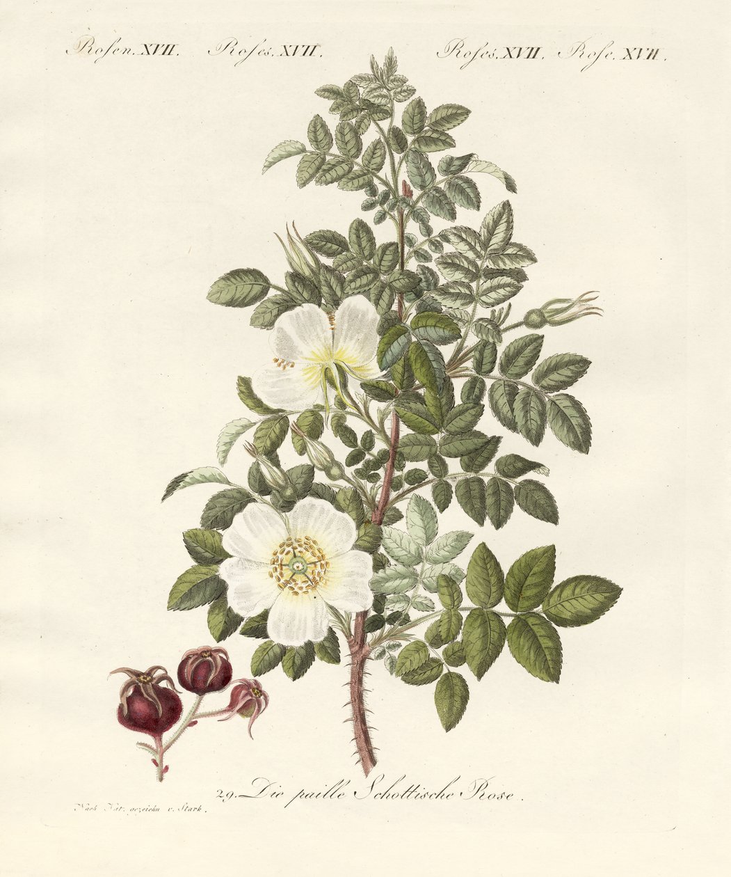 Gül çeşitleri (renkli gravür) by German School