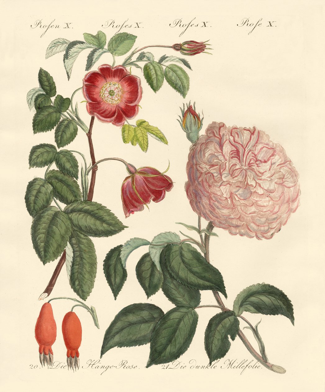 gül çeşitleri by German School