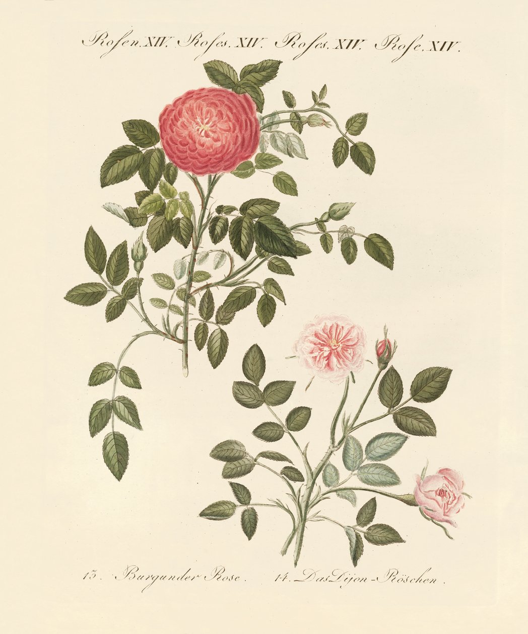gül çeşitleri by German School