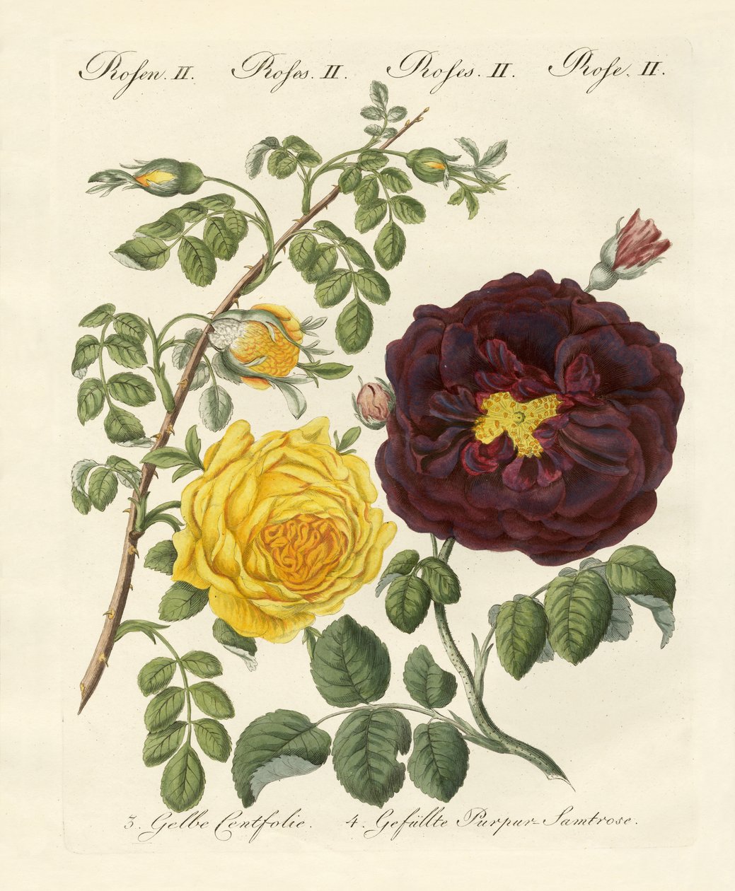 gül çeşitleri by German School