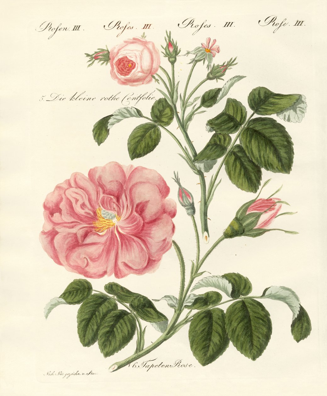 gül çeşitleri by German School