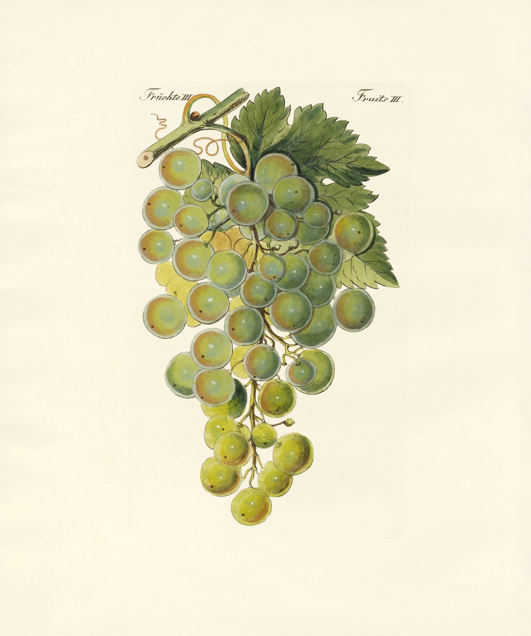 Asma çeşitleri (renkli gravür) by German School