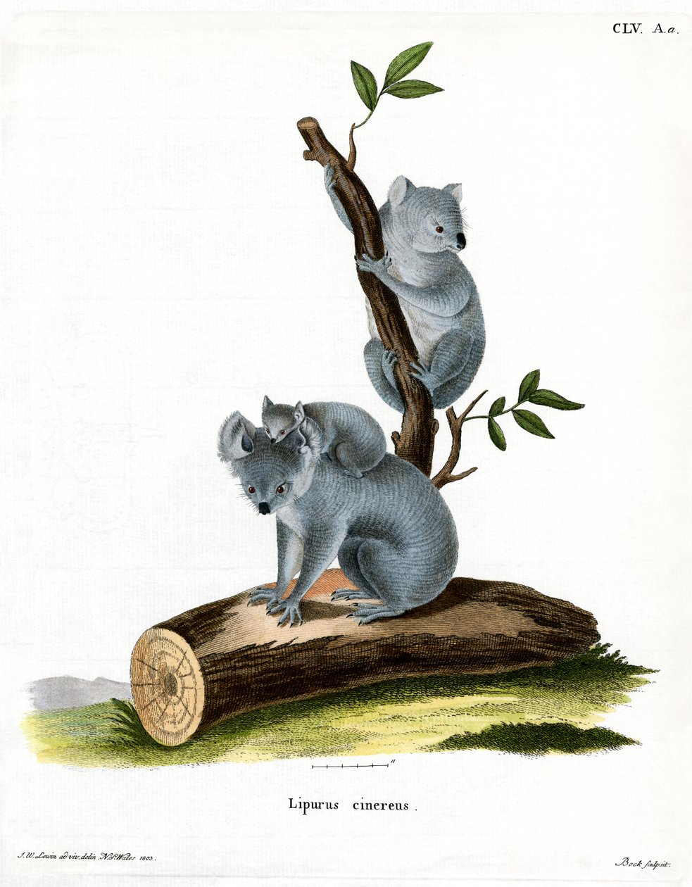 Koala (renkli gravür) by German School
