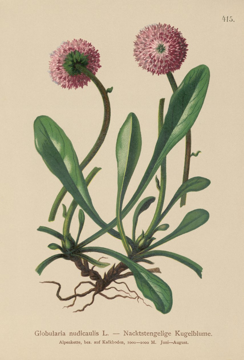 Yapraksız Saplı Globularia (Globularia nudicaulis) by German School