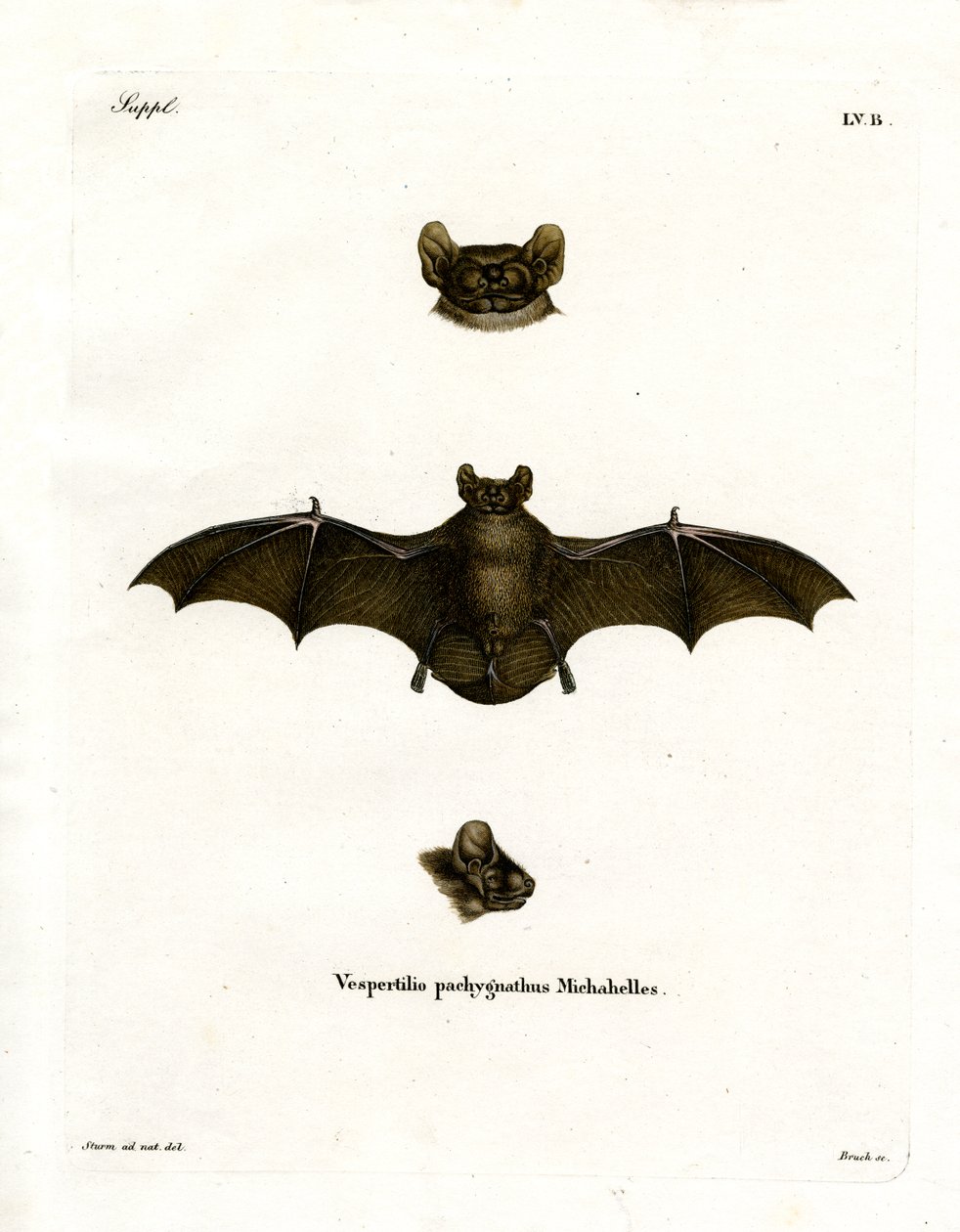Lesser Noctule Bat (renkli gravür) by German School