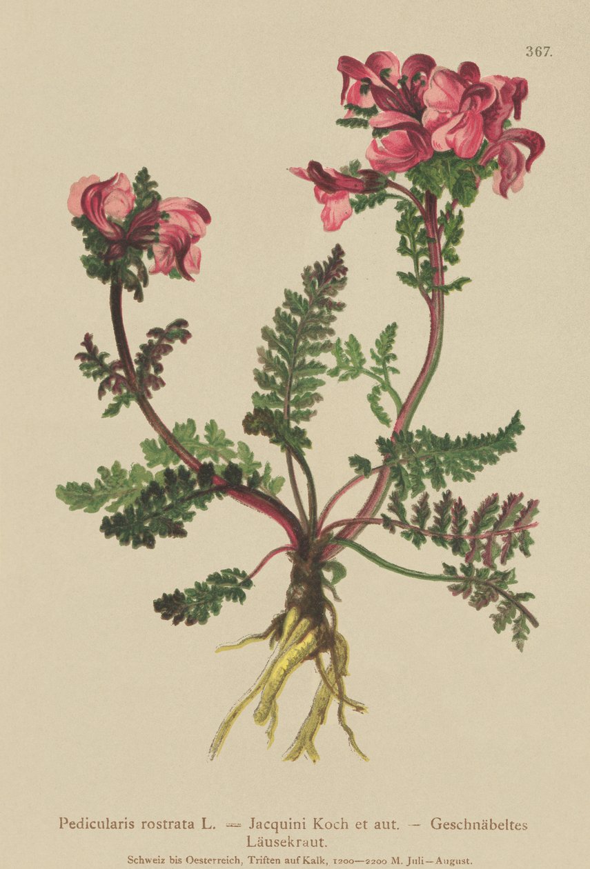 Uzun Burunlu Lousewort (Pedicularis rostrata) by German School
