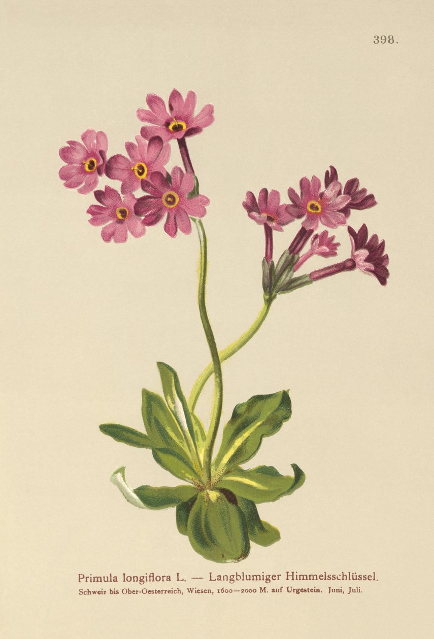 Uzun çiçekli Primrose (Primula longiflora) by German School
