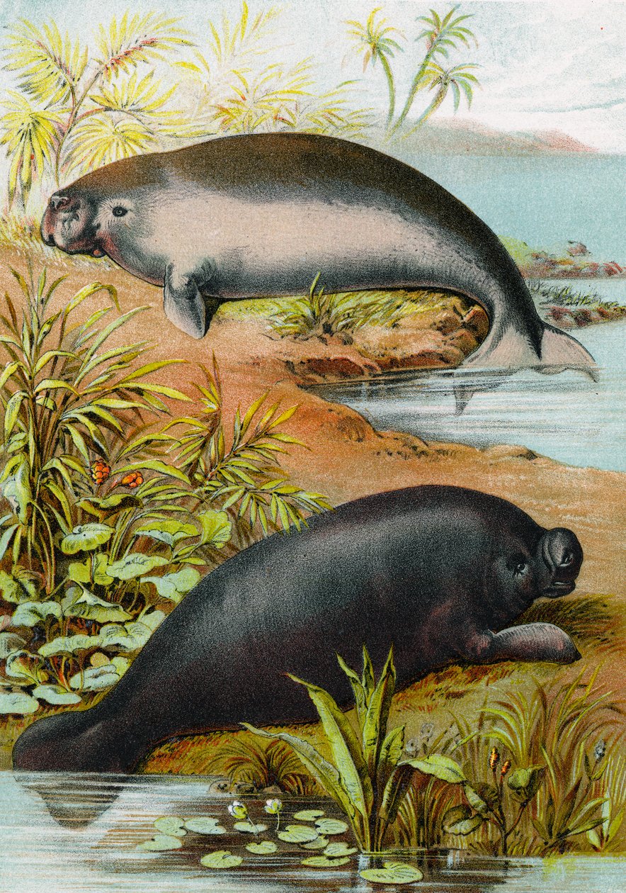 Manatee ve Dugong, 1880 dolayları by German School