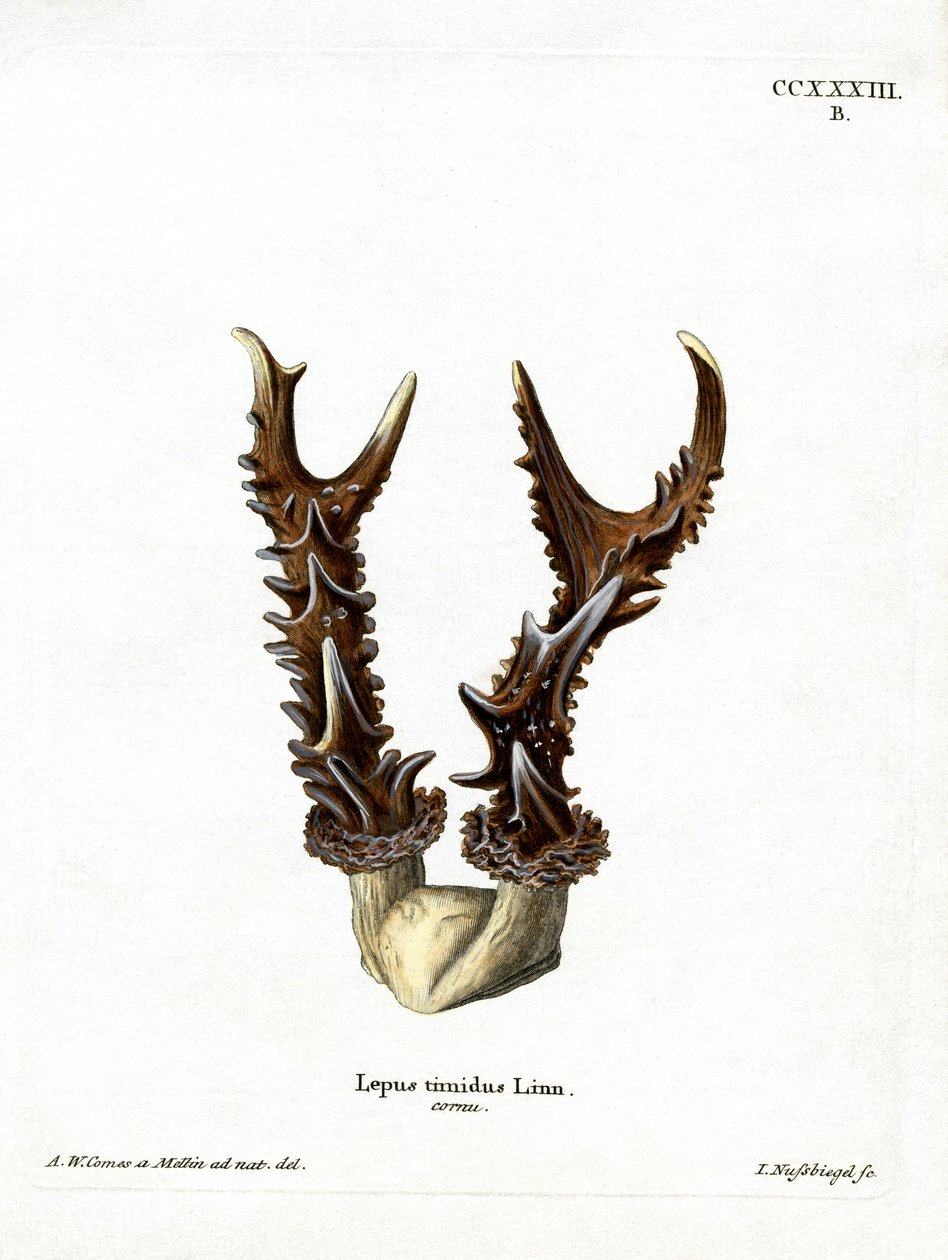 Mountain Grace Adlers (renkli gravür) by German School
