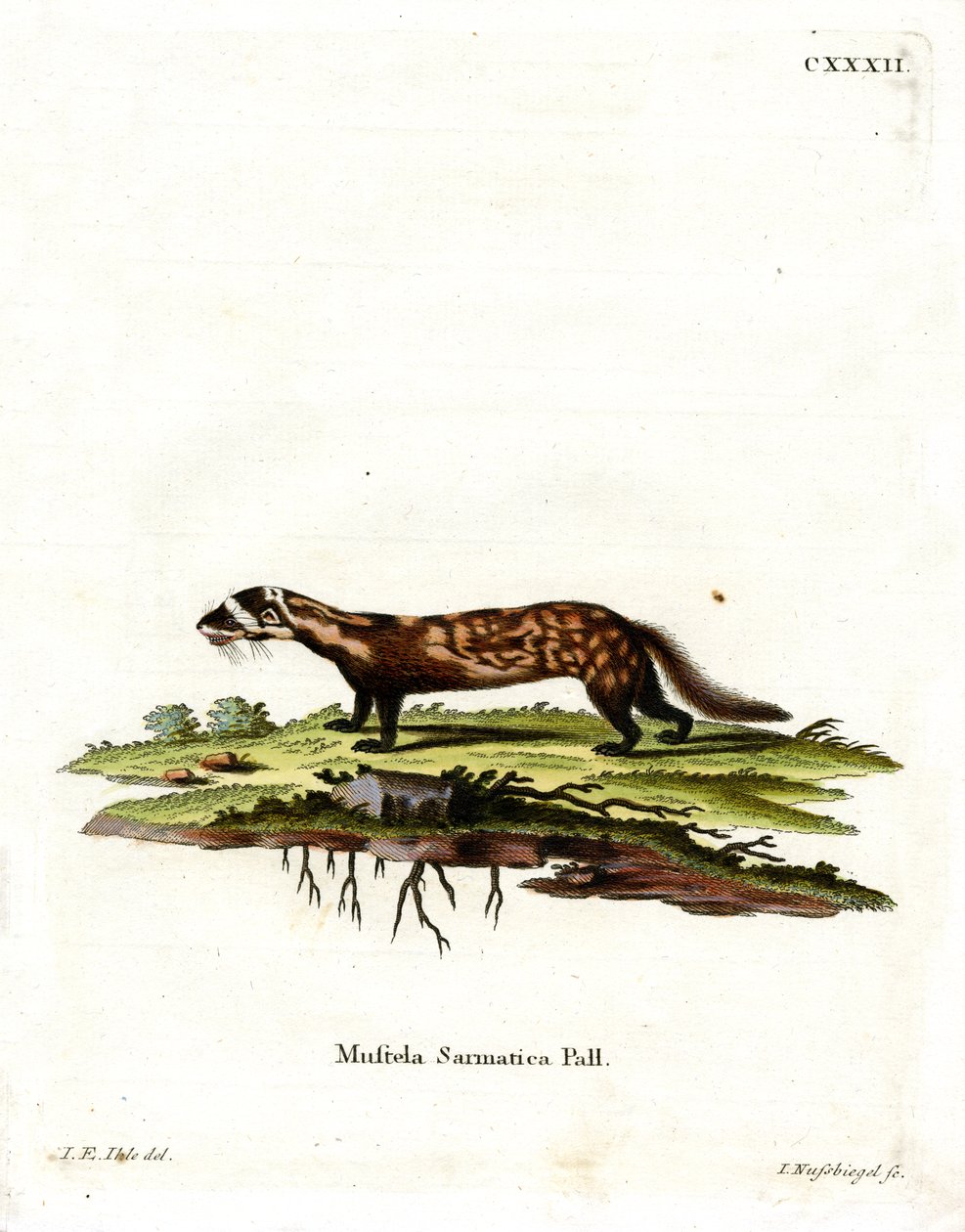 Mermer Polecat (renkli gravür) by German School