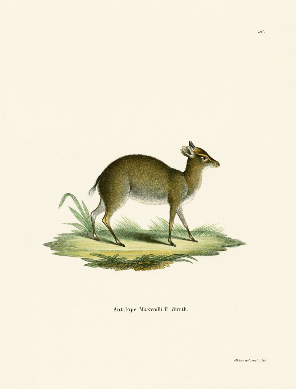 Maxwell's Duiker (renkli gravür) by German School
