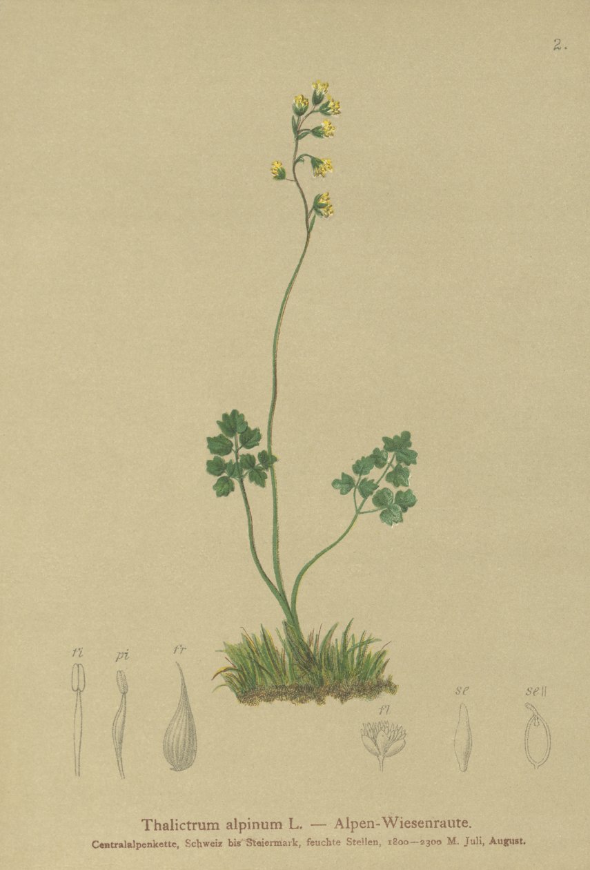 Çayır-rue (Thalictrum alpinum) by German School