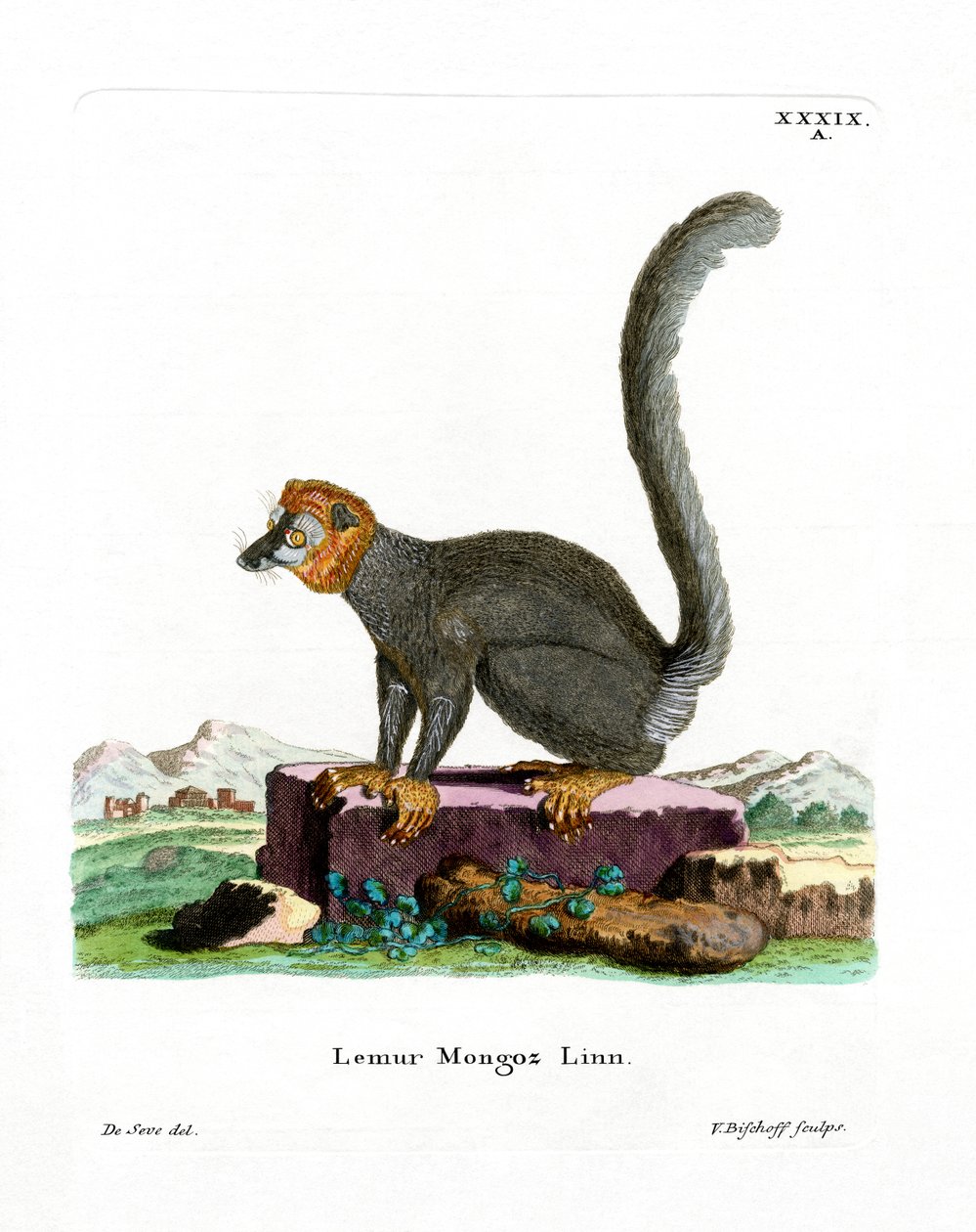 Mongoose Lemur (renkli gravür) by German School