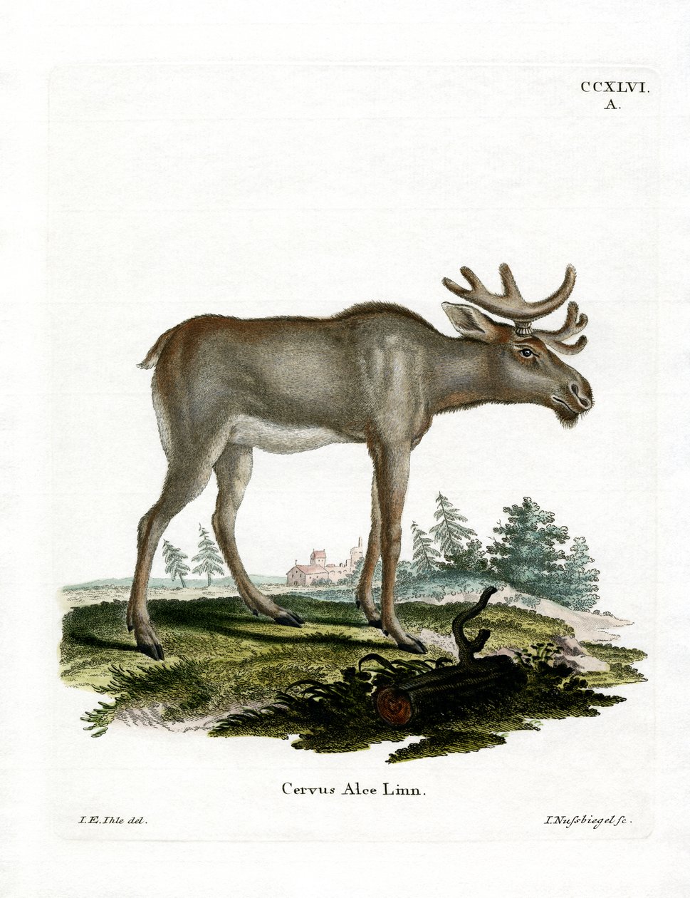 Geyik (renkli gravür) by German School