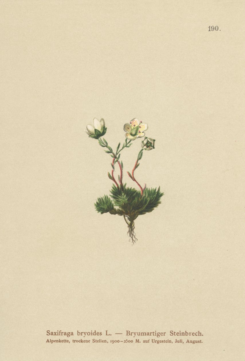 Yosunlu Saxifrage (Saxifraga bryoides) by German School