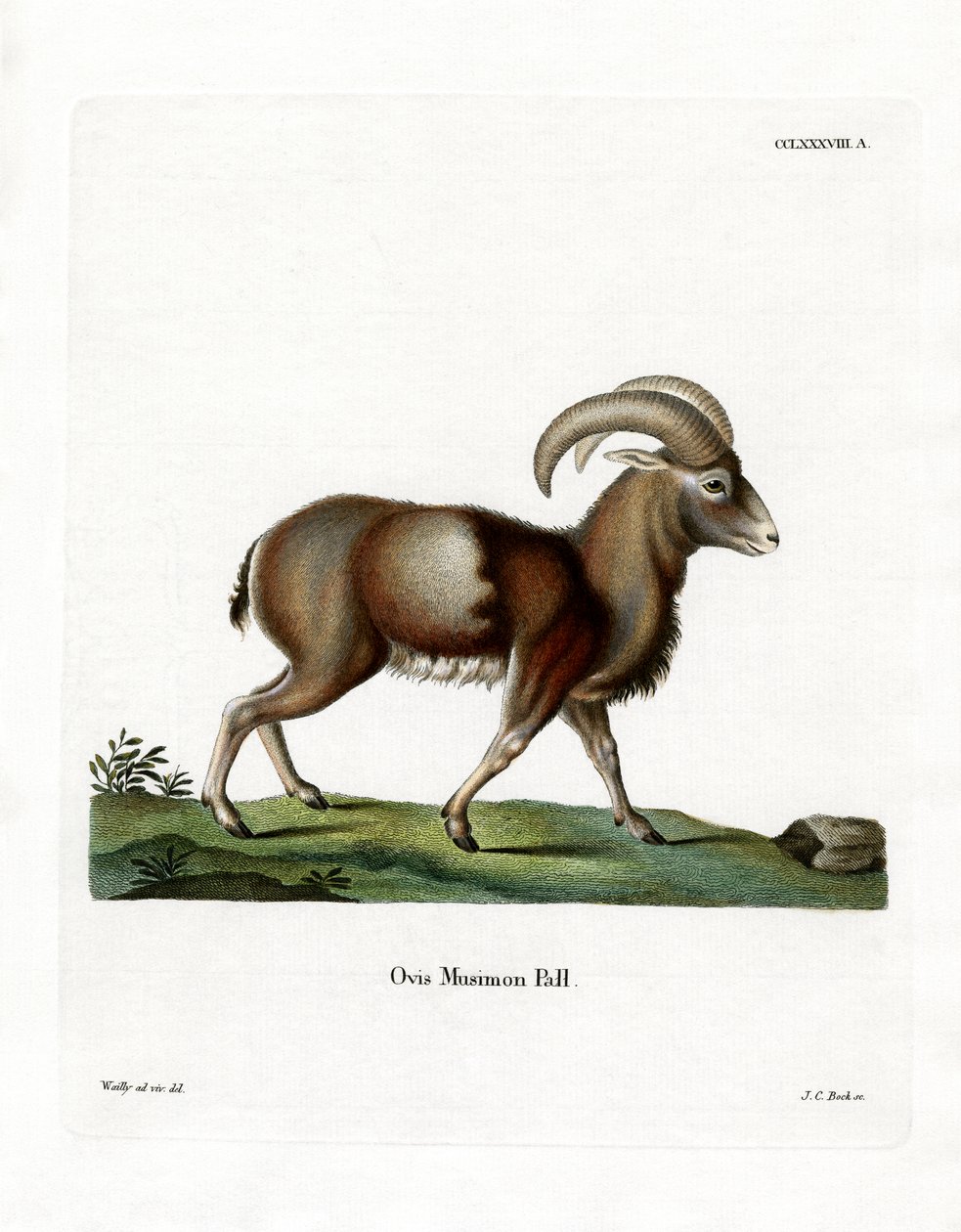 Mouflon (renkli gravür) by German School