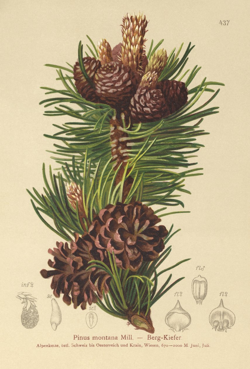 Dağ Çamı (Pinus montana, Pinus mugo) by German School