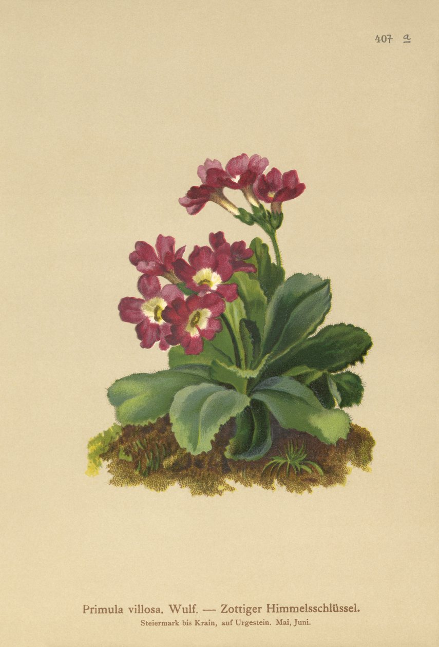 Dağ Primulası (Primula villosa) by German School