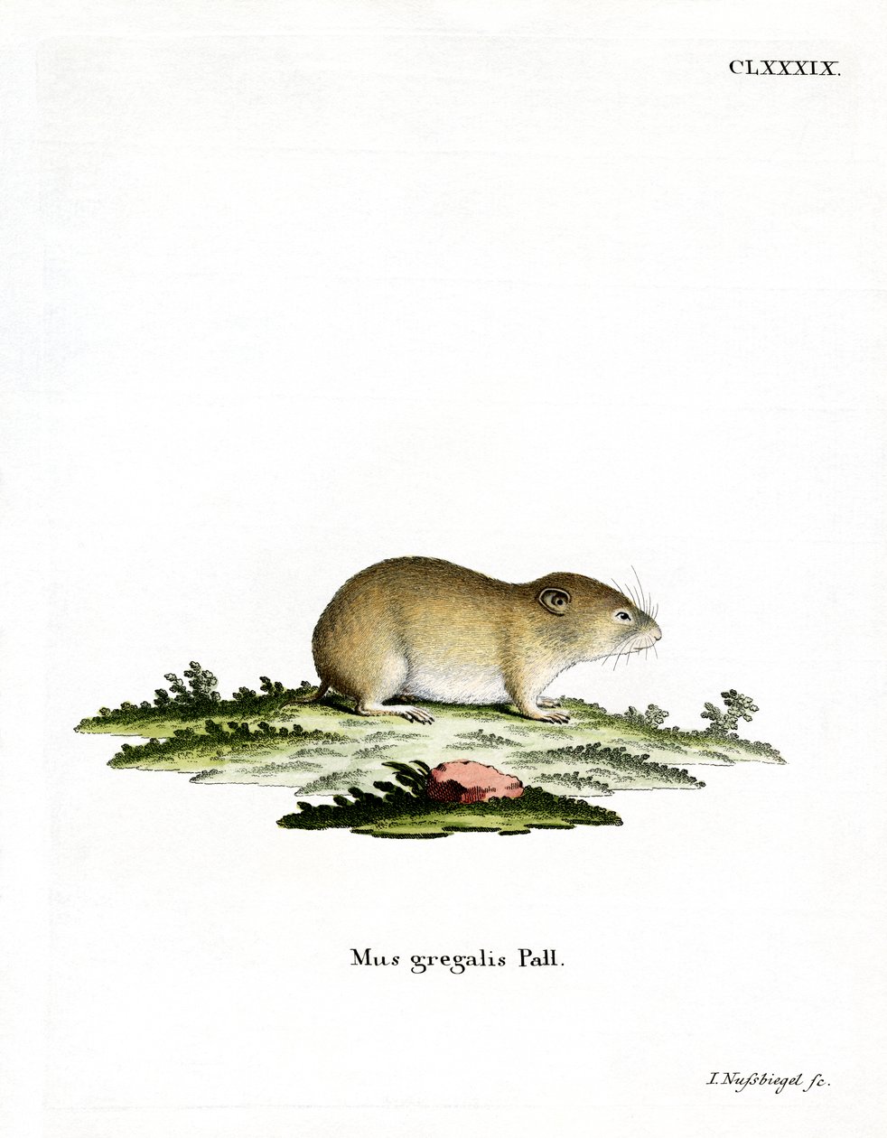 Dar başlı Vole (renkli gravür) by German School