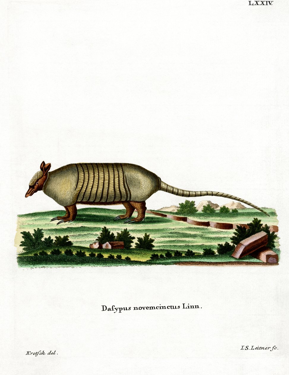 Dokuz bantlı Armadillo (renkli gravür) by German School