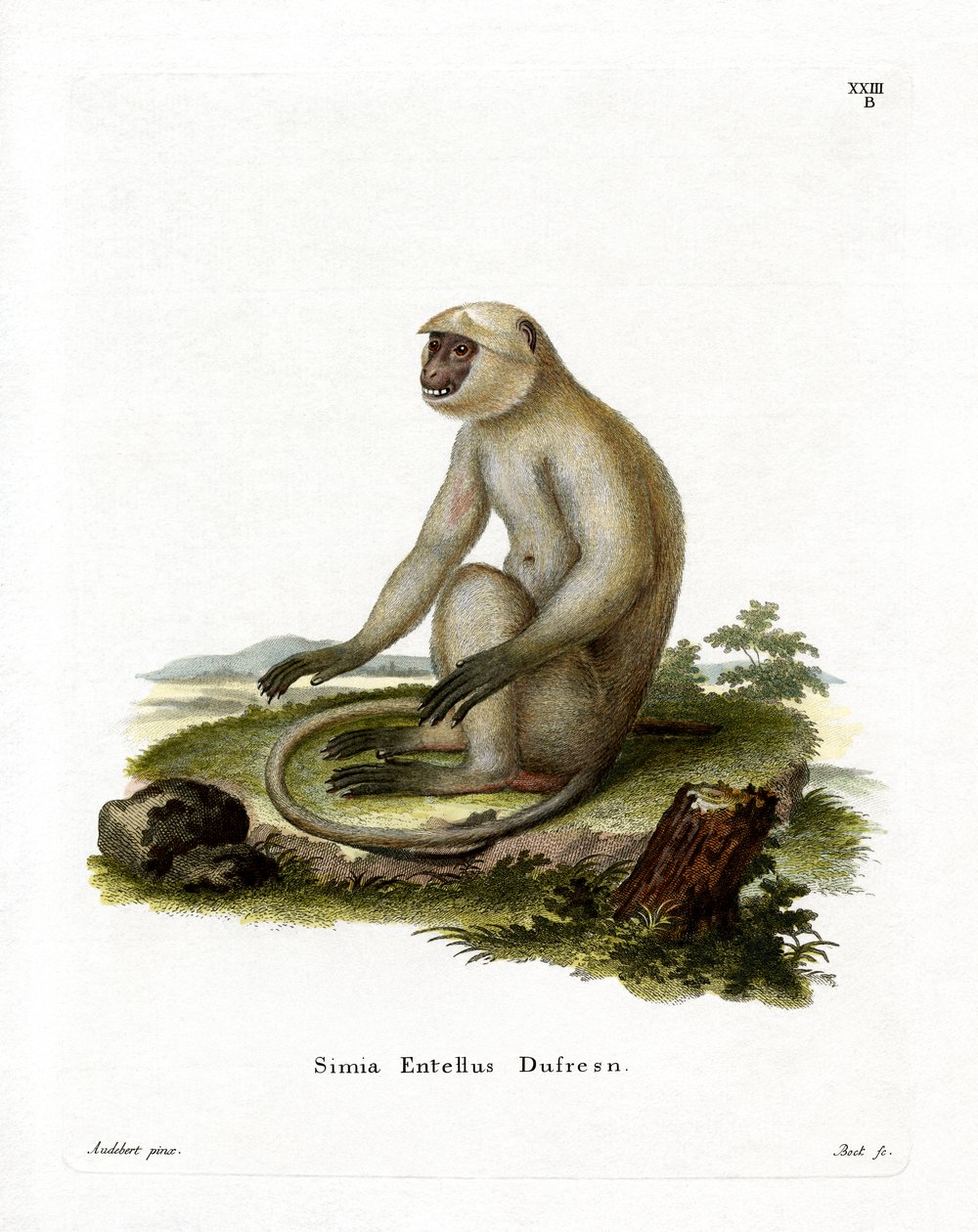 Northern Plains Grey Langur (renkli gravür) by German School