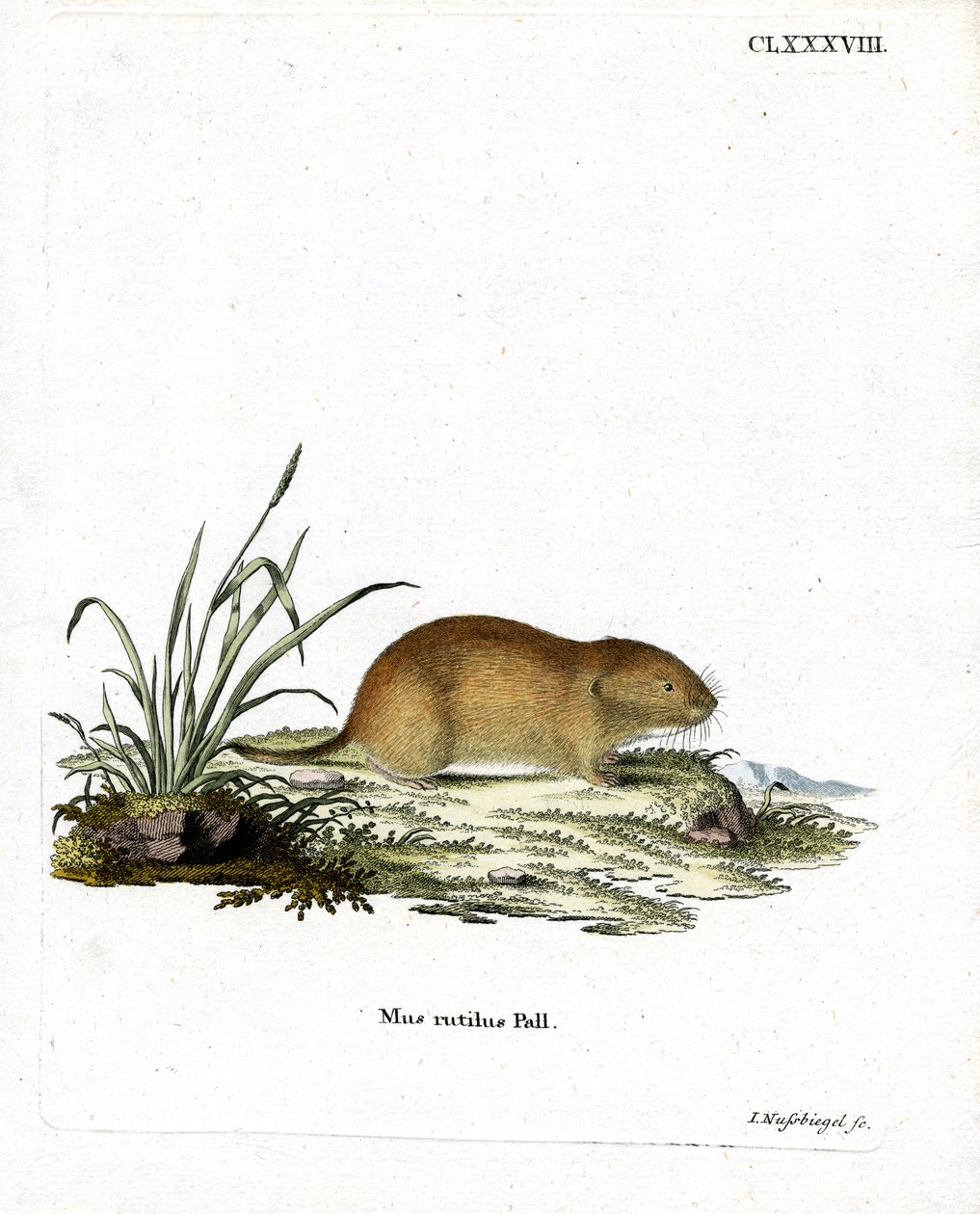 Kuzey Kızıl Sırtlı Vole (renkli gravür) by German School