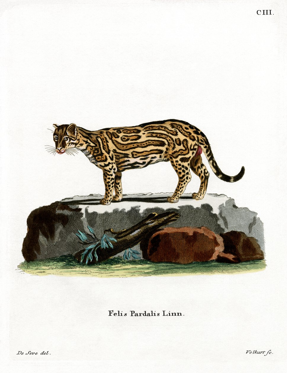 Ocelot (renkli gravür) by German School
