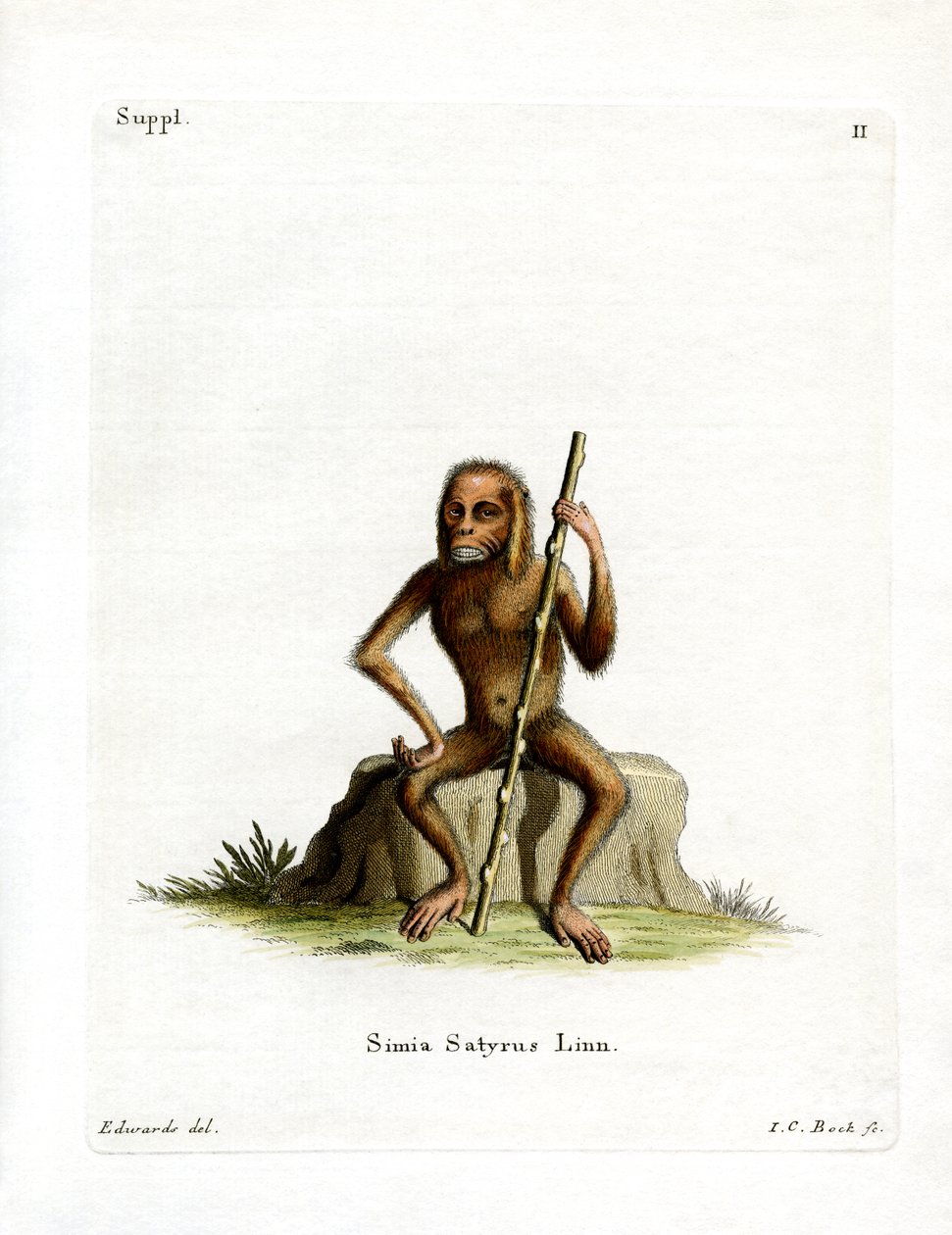 Orang-Outang (renkli gravür) by German School