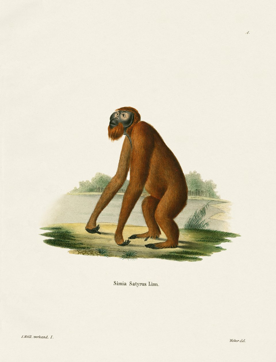 Orang-Outang (renkli gravür) by German School