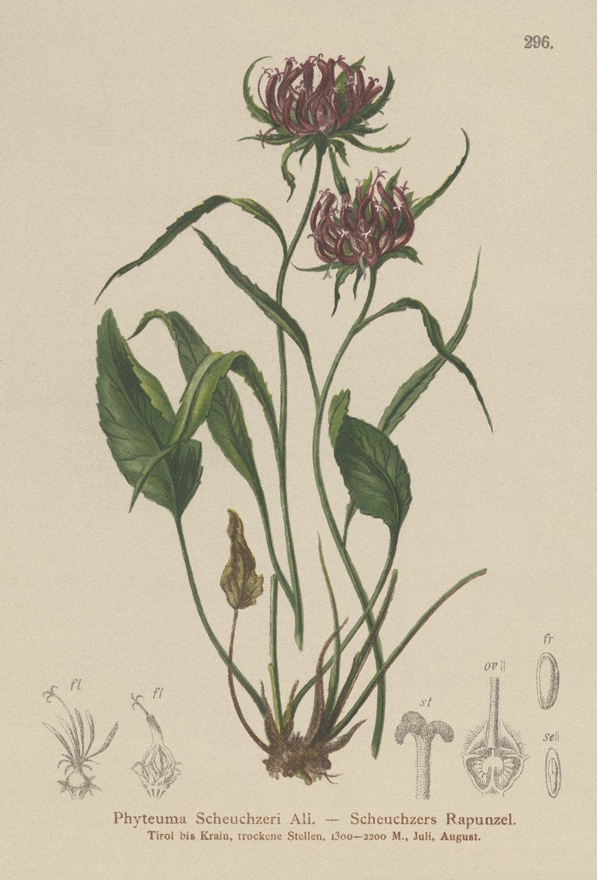Oxford Rampası (Phyteuma Scheuchzeri) by German School