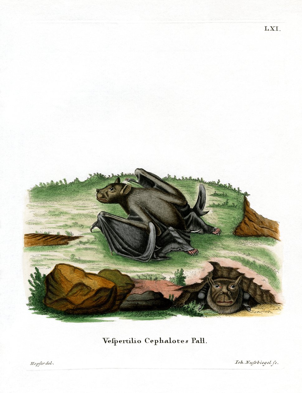 Pallas