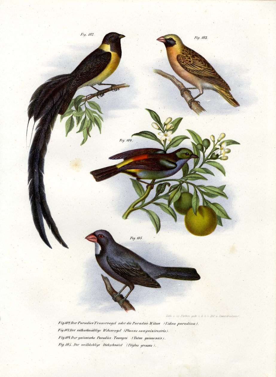 Cennet Whydah, 1864 by German School