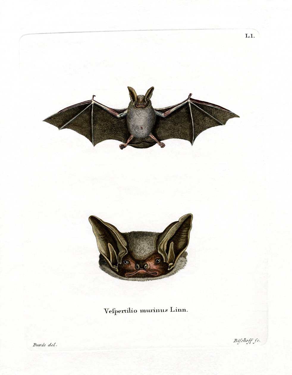 Particolored Bat (renkli gravür) by German School