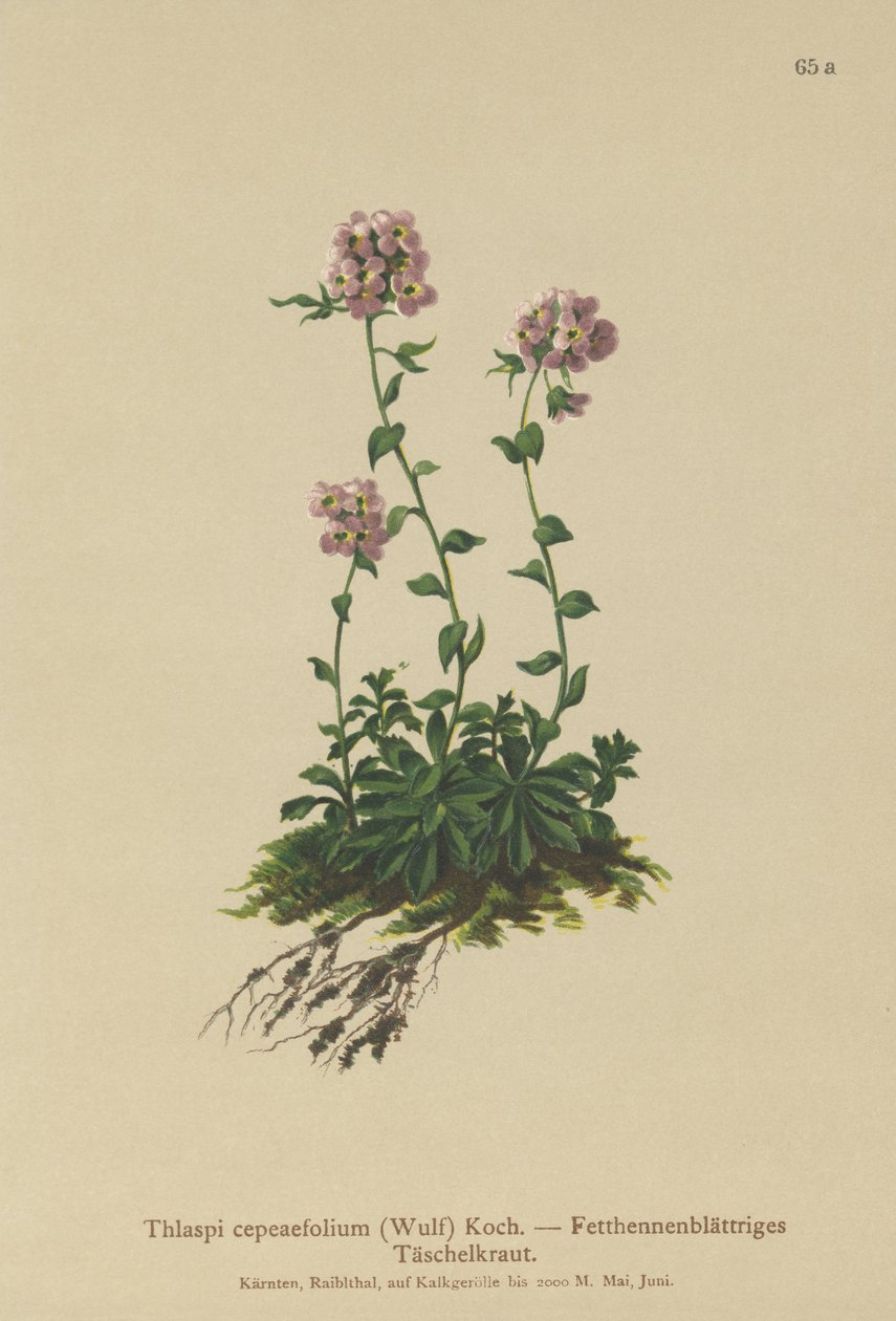 Pennycress (Thlaspi cepeaefolium) by German School