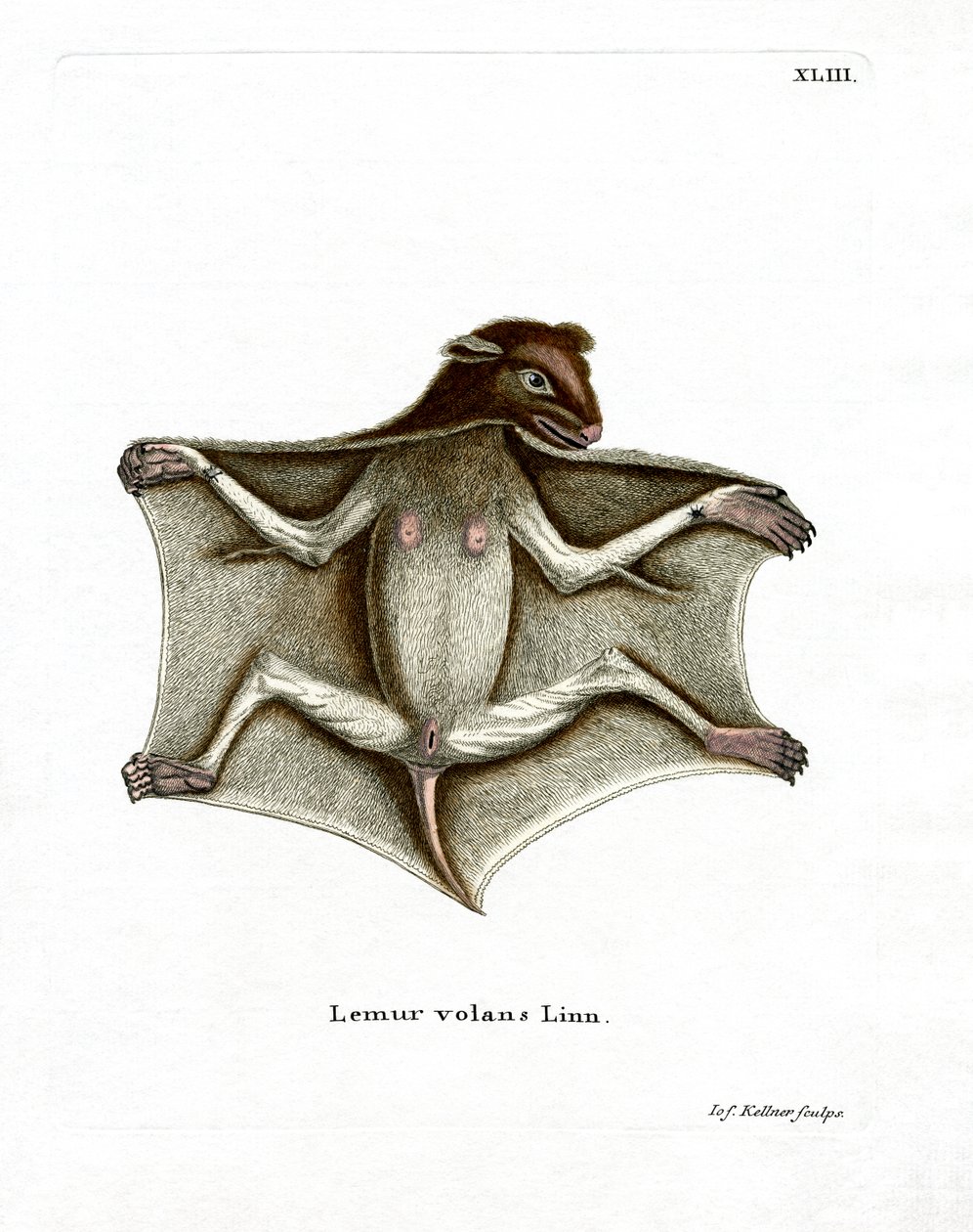 Filipin Uçan Lemur (renkli gravür) by German School
