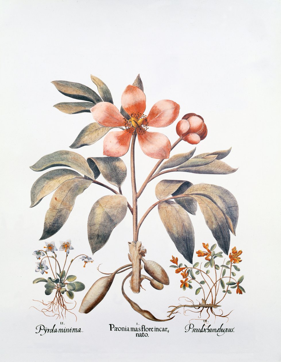 Pembe Şakayık (el renkli gravür) by German School