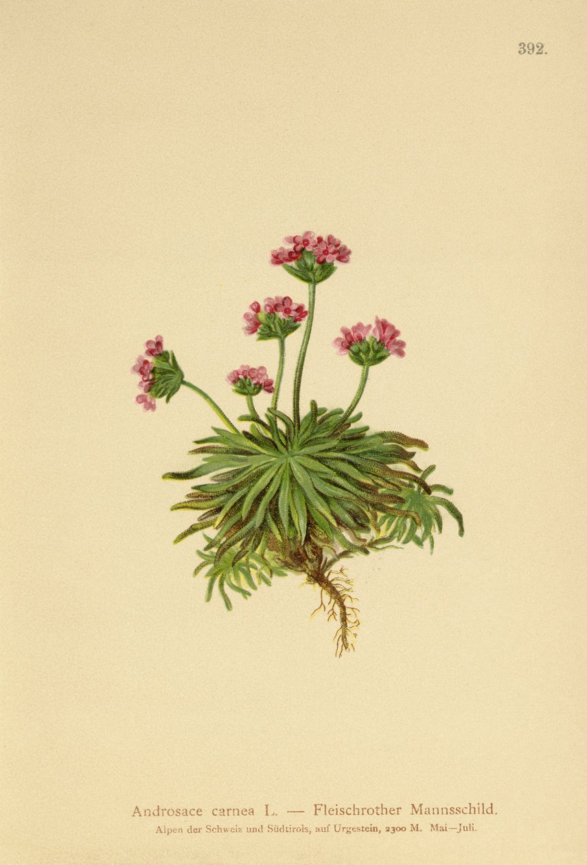 Pembe Kaya Yasemin (Androsace carnea) by German School