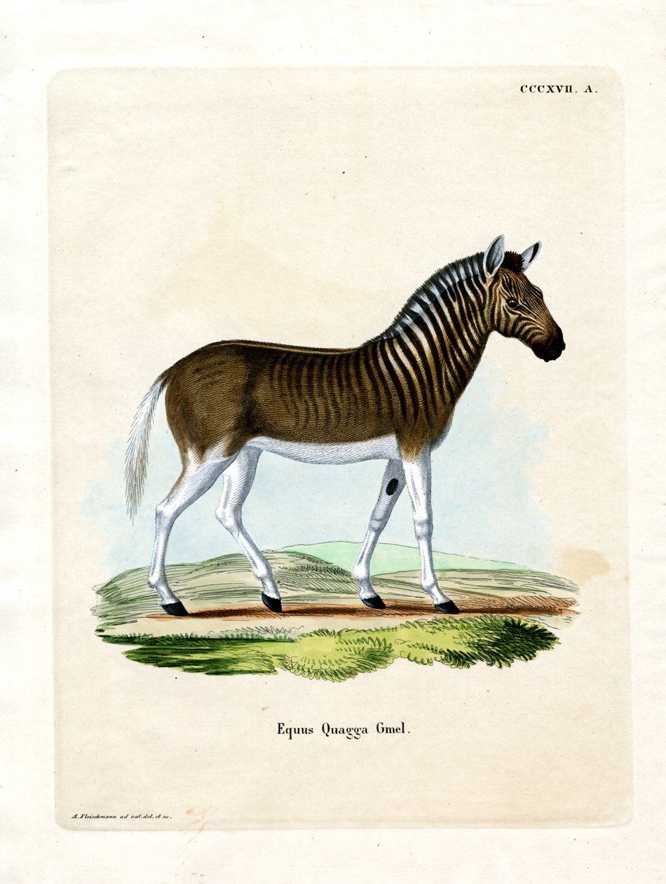 Quagga (renkli gravür) by German School