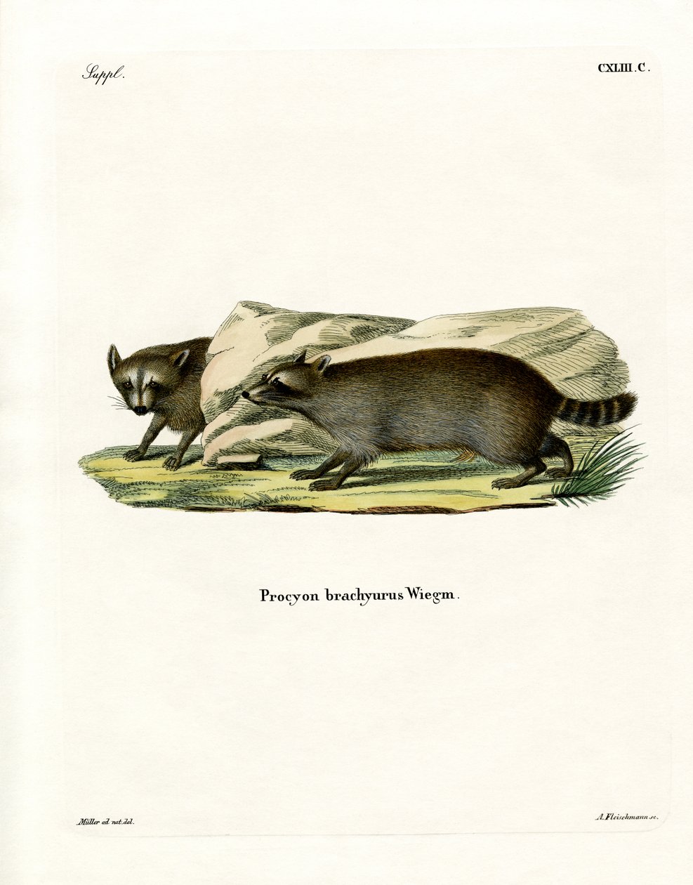 Rakun (renkli gravür) by German School